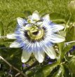 dr.oz recommends Passion Flower Tea lose weight