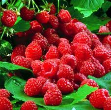 raspberry-ketone-burn-fat-supplement